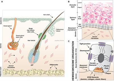 An Intrinsic Oscillation of Gene Networks Inside Hair Follicle Stem Cells: An Additional Layer That Can Modulate Hair Stem Cell Activities